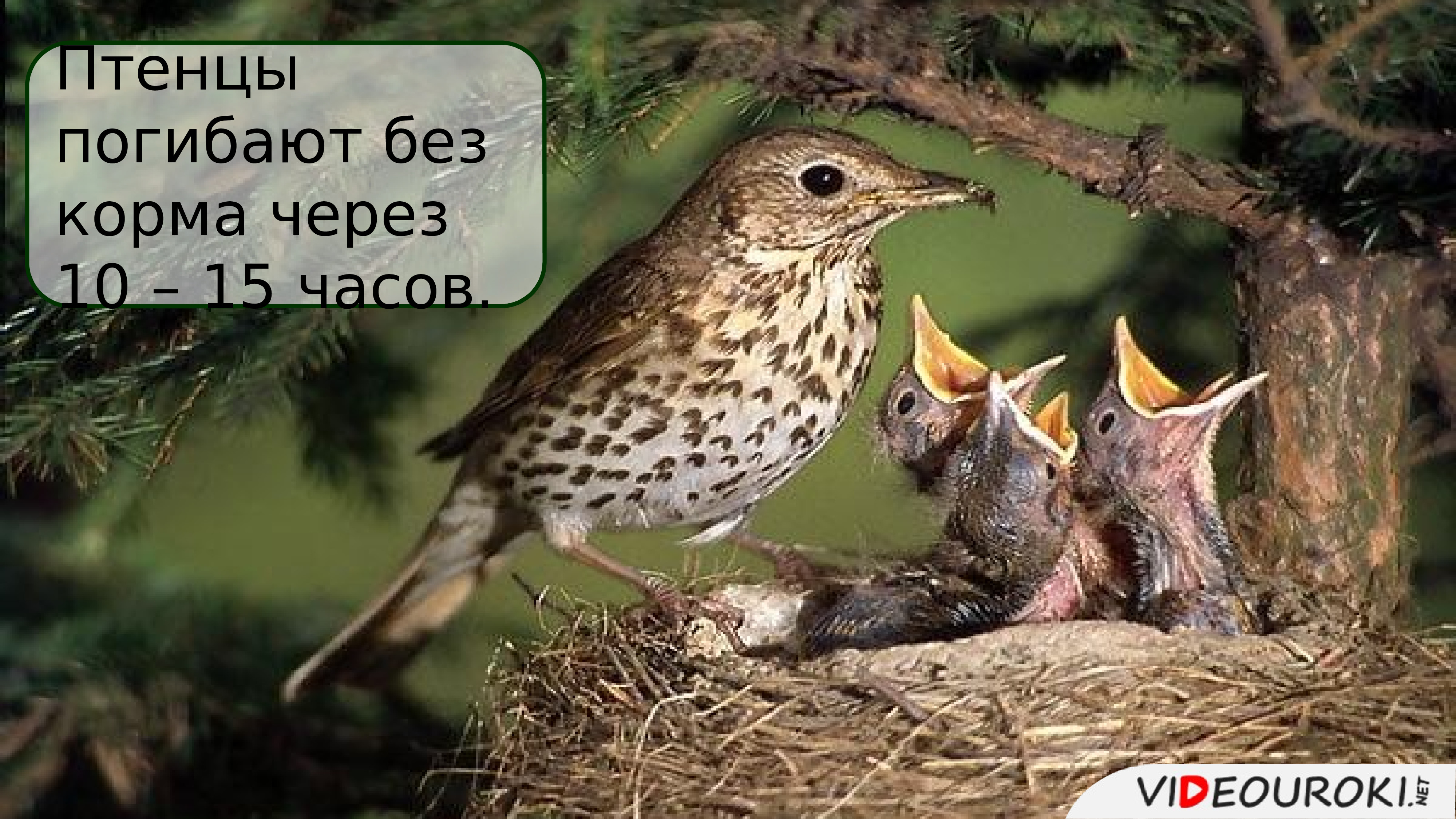 Умирающий птенец. Птенец 3. птенца писать сообщение.