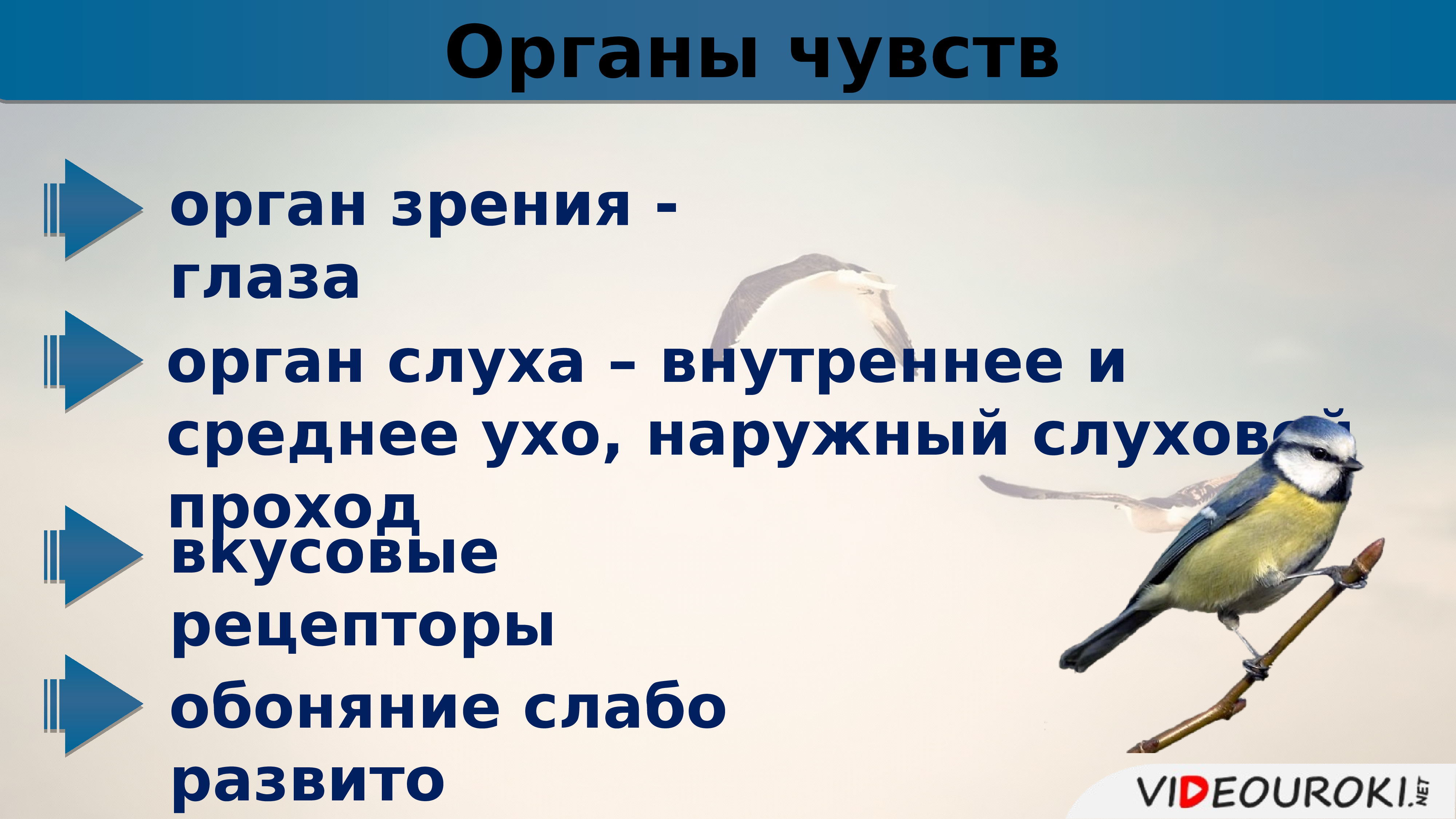 Презентация 7 класс внутреннее строение птиц 7 класс