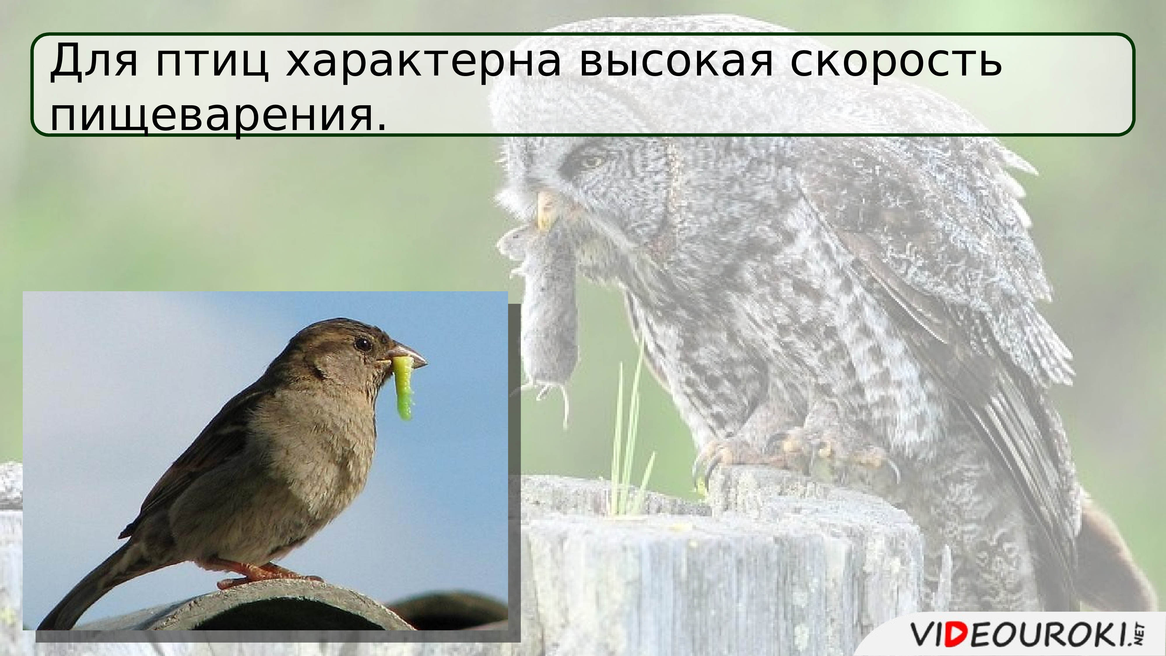 Для большинства птиц характерна. Для птиц характерны. Типичные птицы. Что характерно для птиц. Для современных птиц характерно.