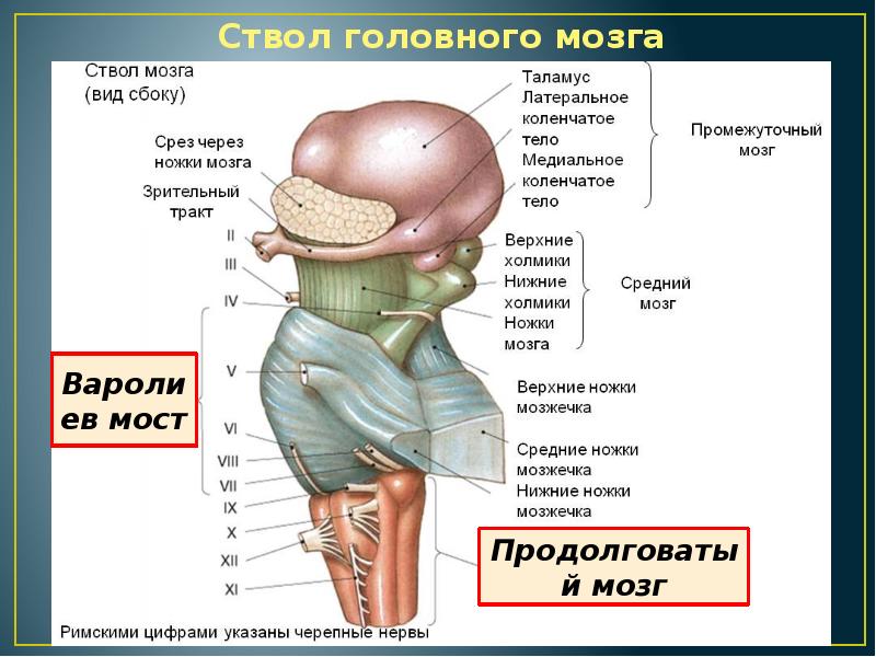 Ствол мозга это. Ствол головного мозга, укажите структуры?. Ствол головного мозга болезни симптомы. Область ската головного мозга. Где находятся тормоза у человека.