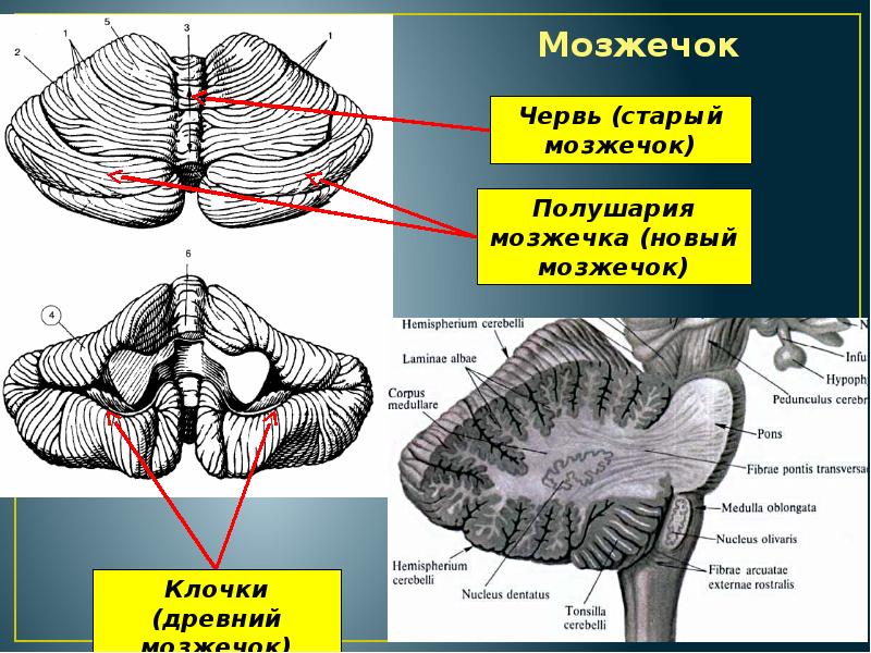 В задний мозг входит мозжечок. Доли Нижнего червя мозжечка. Мозжечок анатомия функции. Мозжечок строение доли. Строение мозжечка анатомия.