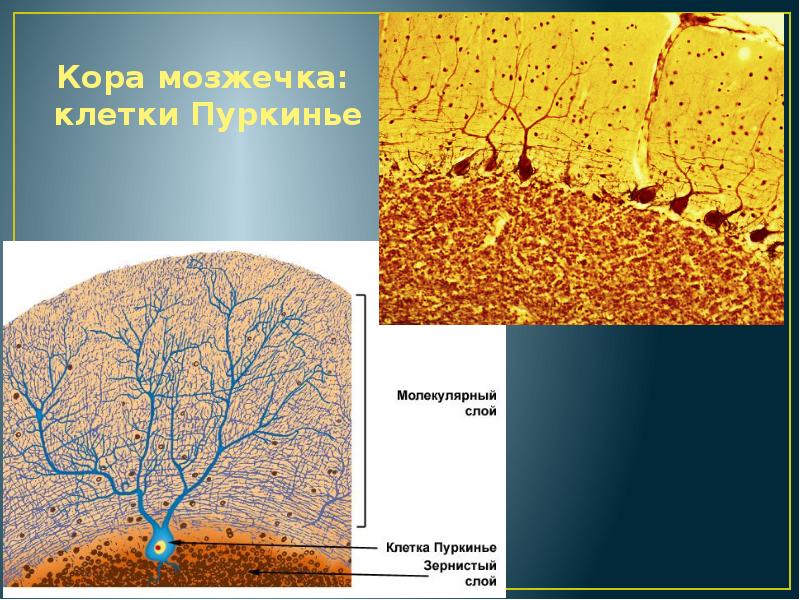 Клетки пуркинье рисунок