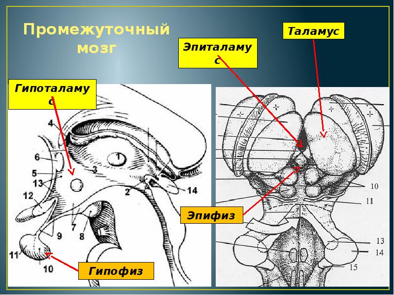 Гипофиз и эпифиз на рисунке отмечены цифрой