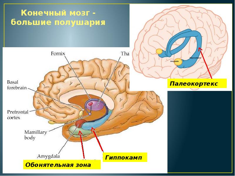 Конечный мозг фото