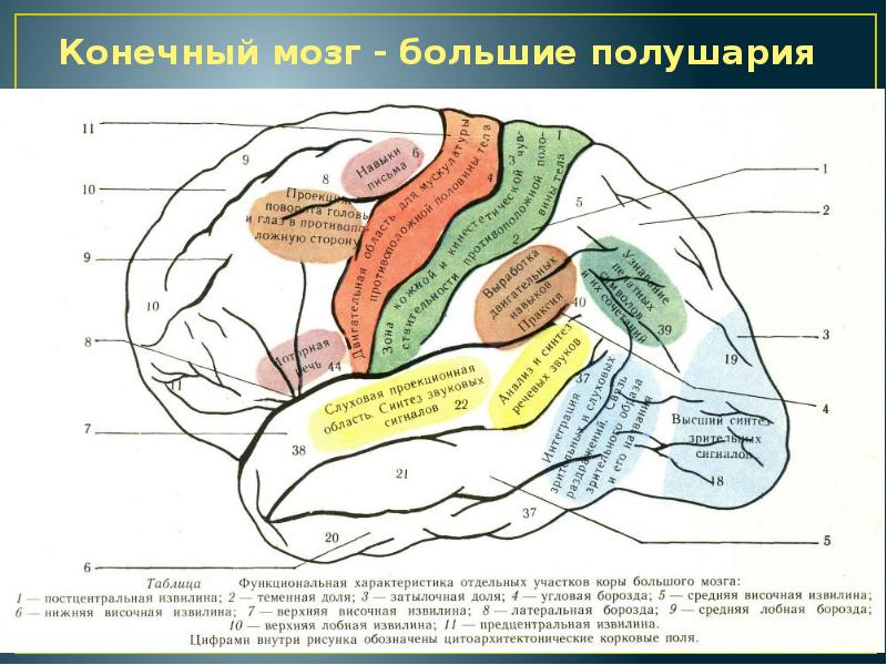 Нервная система человека презентация 8 класс