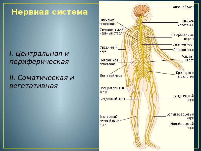 Какие органы входят в нервную систему человека. Нервная система. Вся нервная система. Нервная система схема. Строение нервной системы человека.
