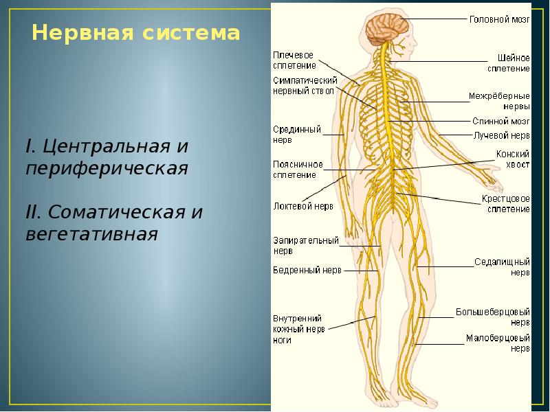 Нервная система человека рисунок с подписями