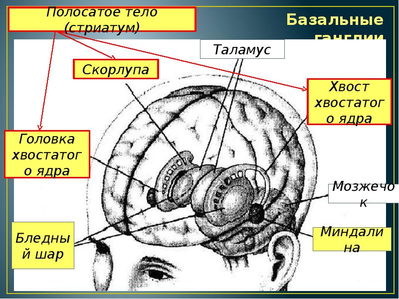 Базальные ядра презентация