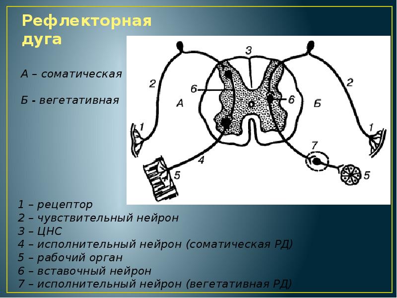 Что отсутствует в изображенной схеме рефлекторной дуги 1 вставочный нейрон 2 чувствительный нейрон