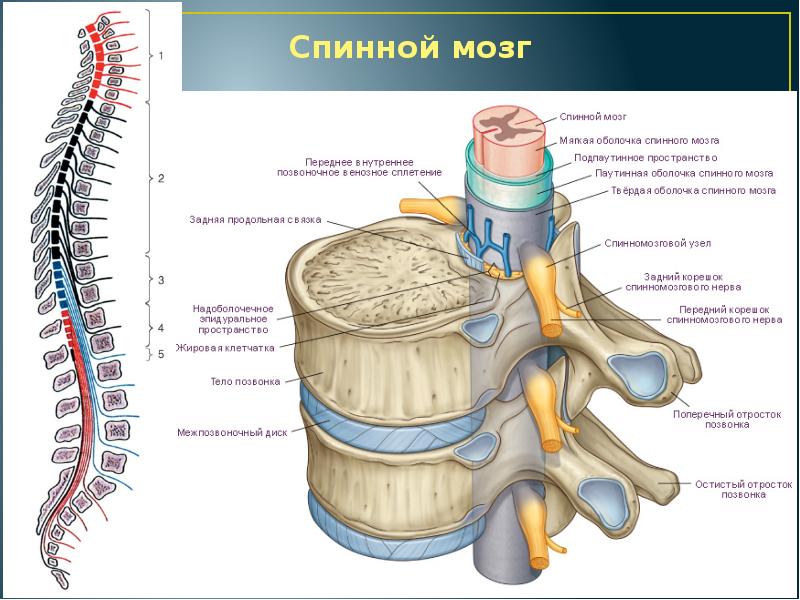 Нервная система позвоночника человека фото с описанием