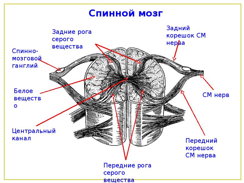 Центральный нервный канал. Внутреннее строение спинного мозга поперечный разрез. Строение спинного мозга неврология. Схема внутреннего строения спинного мозга. Поперечный срез спинного мозга неврология.