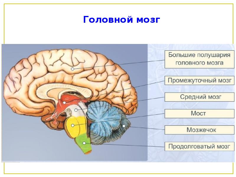 Нервная система человека презентация 8 класс