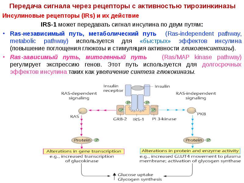 Схема рецептора инсулина