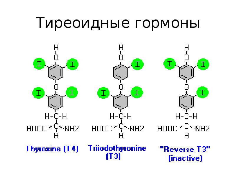 Тиреоидные гормоны фото