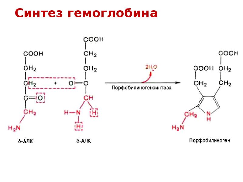 Схема синтеза гема из порфобилиногена