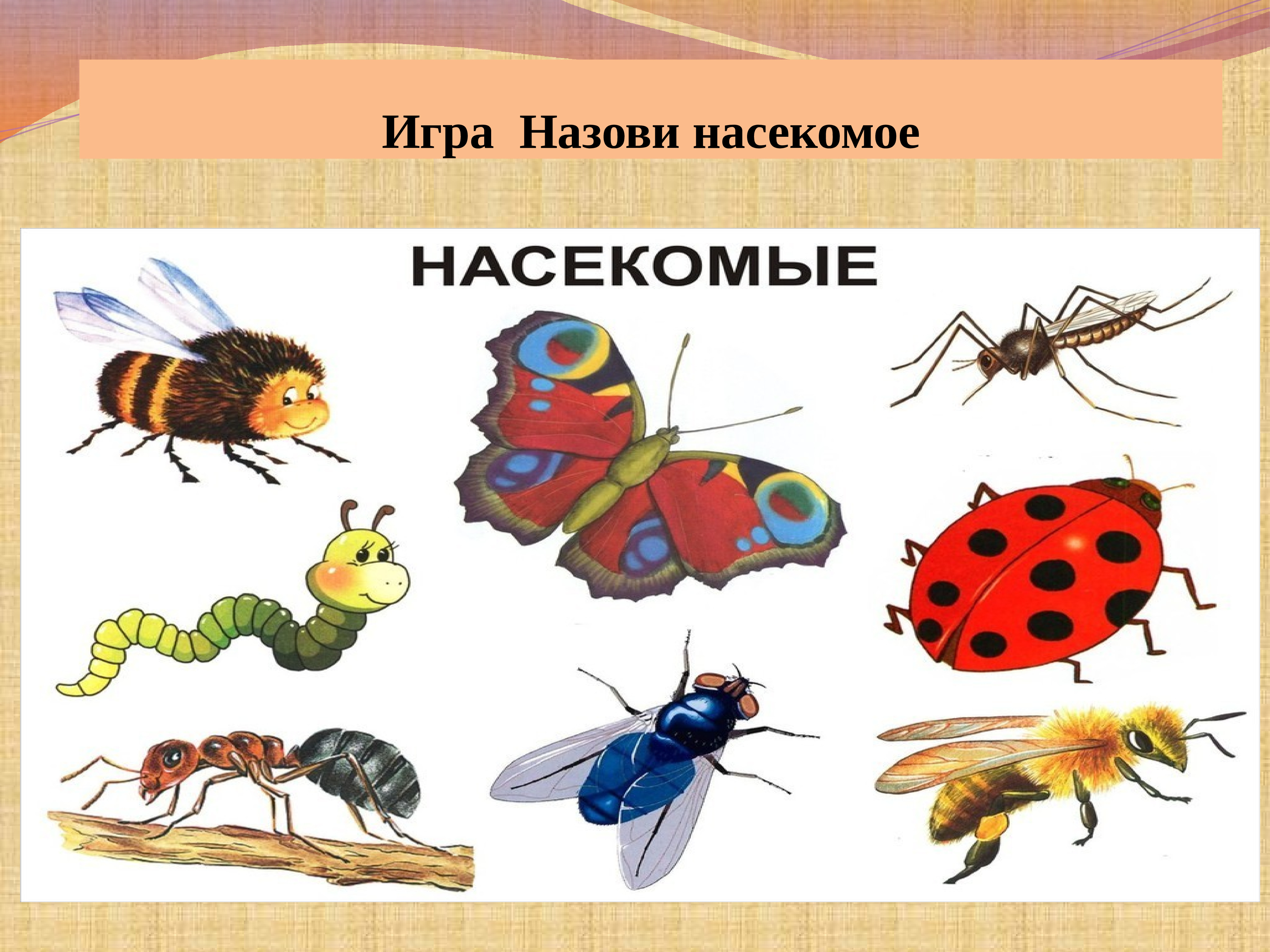 Занятие развитие речи насекомые. Насекомые для детей. Насекомые для дошкольников. Насекомые занятие для дошкольников. Полезные насекомые для дошкольников.