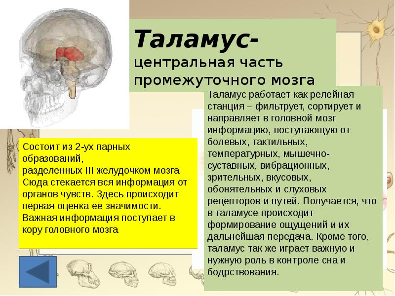 Промежуточный мозг располагается в. Промежуточный мозг таламус строение и функции. Функция таламуса в головном мозге. Промежуточный мозг строение и функции рефлексы. Функции таламуса человеческого мозга.
