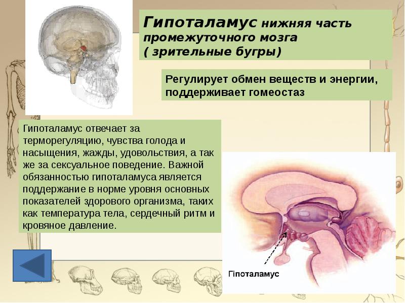 Нарушения переднего мозга. Паразиты головного мозга презентация. Строение переднего мозга Инфоурок. Передний мозг биология 8. Гипоталамус у млекопитающих.