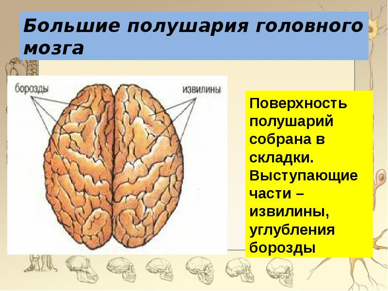 Сравните строение больших полушарий головного мозга. Доли полушария большого мозга биология 8 класс. Строение больших полушарий головного мозга биология. Большие полушария головного мозга структура. Структура соединяющая полушария большого мозга.