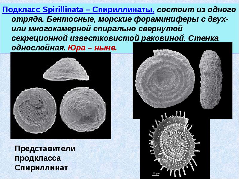 Фораминиферы относятся. Фораминиферы Саркодовые. Бентосные фораминиферы. Корненожки фораминиферы. Отряд фораминиферы представители.