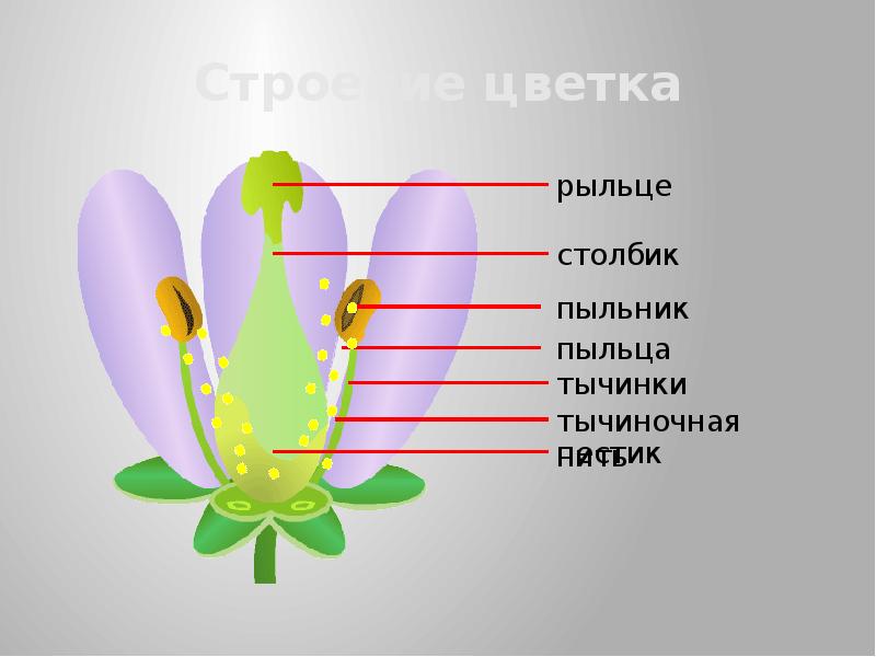 Как нарисовать пестик