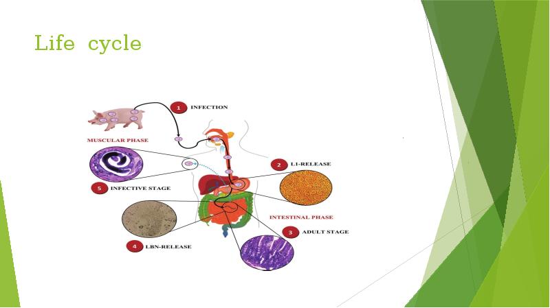 Life cycle