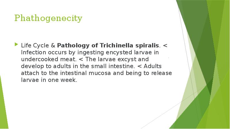 Phathogenecity Life Cycle &&nbsp;Pathology of Trichinella spiralis. < Infection occurs by