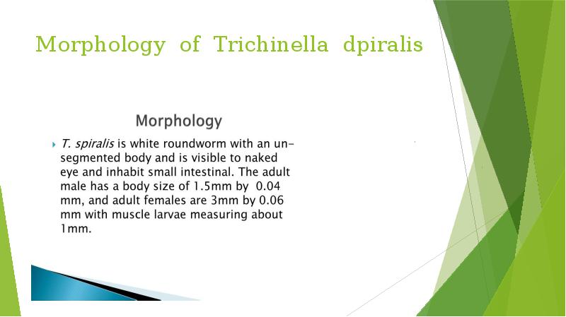Morphology of Trichinella dpiralis