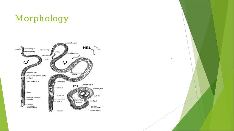 Morphology