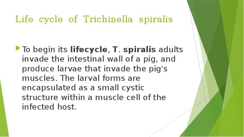 Life cycle of Trichinella spiralis To begin its&nbsp;lifecycle,&nbsp;T.&nbsp;spiralis&nbsp;adults invade the intestinal