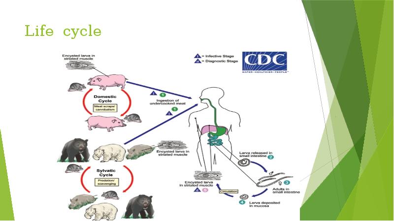 Life cycle