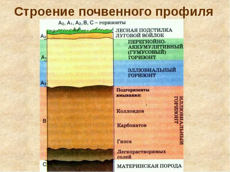 Почвенный профиль рисунок