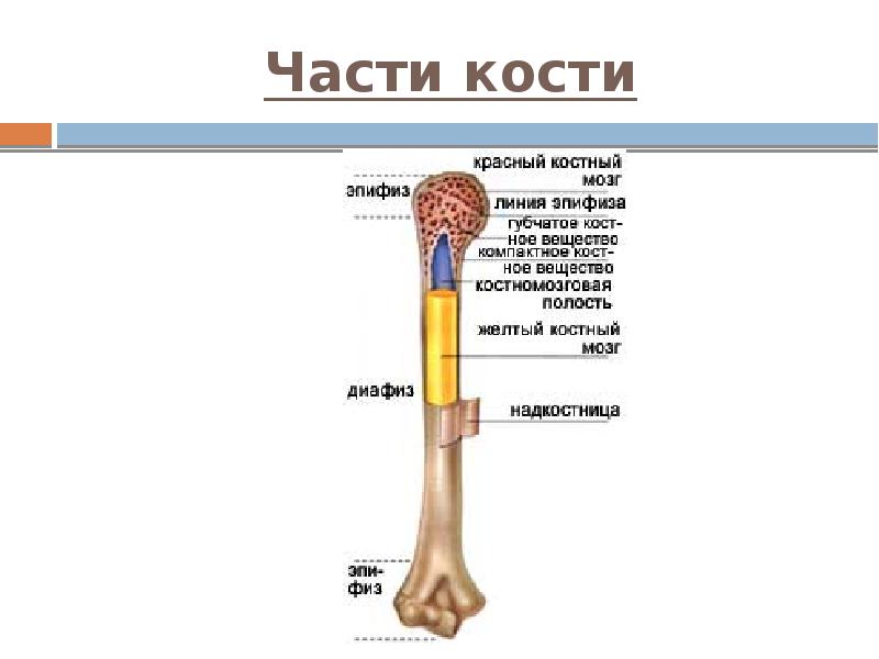 Части кости