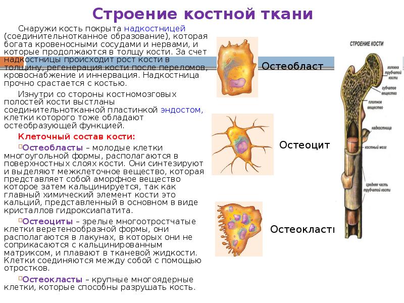 Строение костной ткани Снаружи кость покрыта надкостницей (соединительнотканное образование), которая богата