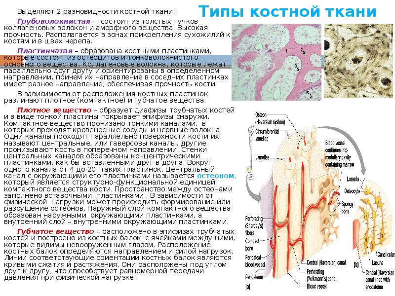 Типы костной ткани Выделяют 2 разновидности костной ткани: Грубоволокнистая – состоит