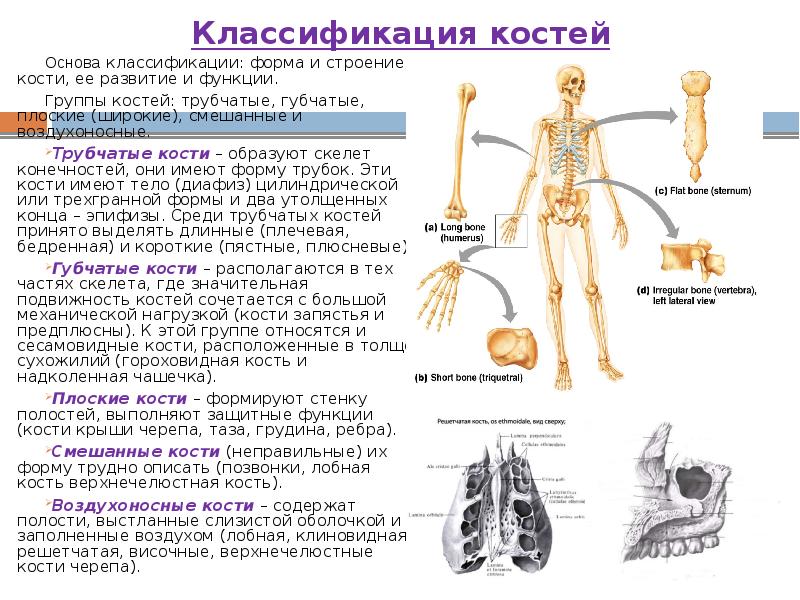 Классификация костей Основа классификации: форма и строение кости, ее развитие и