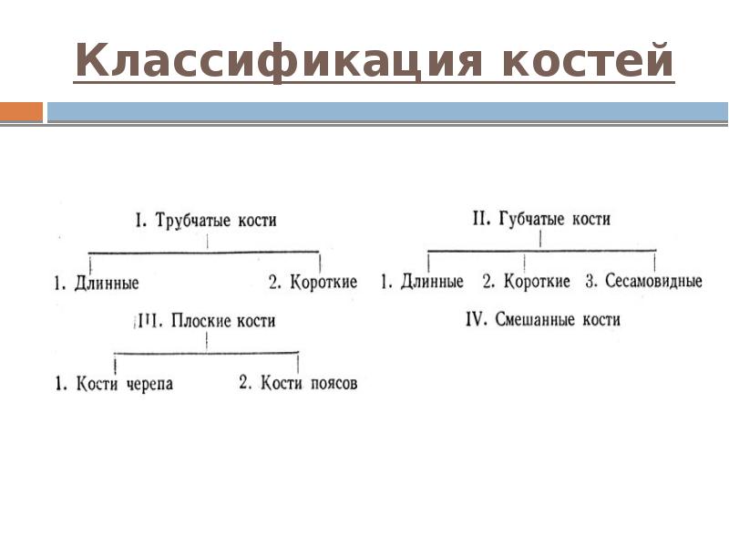 Классификация костей