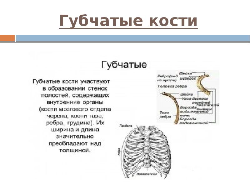 Губчатые кости