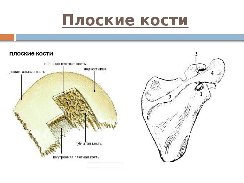 Плоские кости