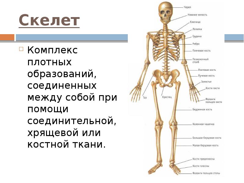 Кость изображенная на рисунке относится к костям