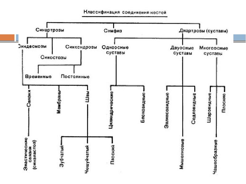 Классификация суставов схема