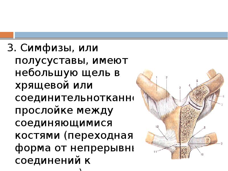 3. Симфизы, или полусуставы, имеют небольшую щель в хрящевой или соединительнотканной