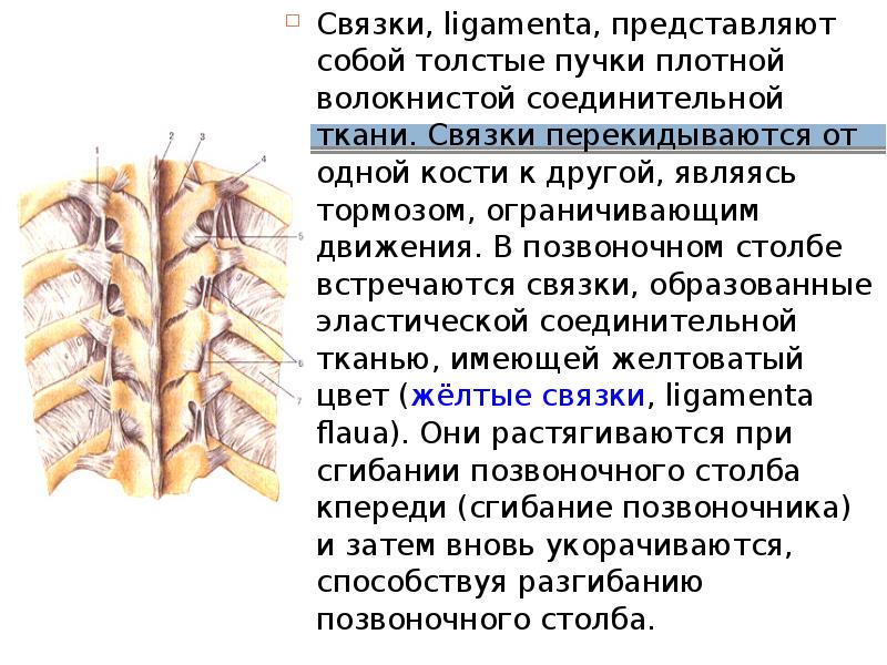 Образует связки сухожилия дерму. Связки образованы. пример соединительной тканной связки. связки ткань. связки и хрящи образуются их ткани.