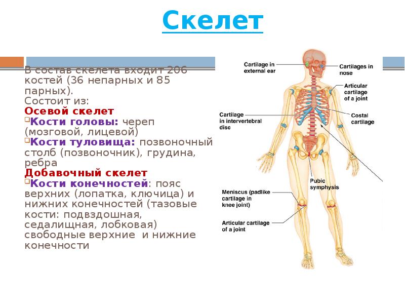 Скелет В состав скелета входит 206 костей (36 непарных и 85