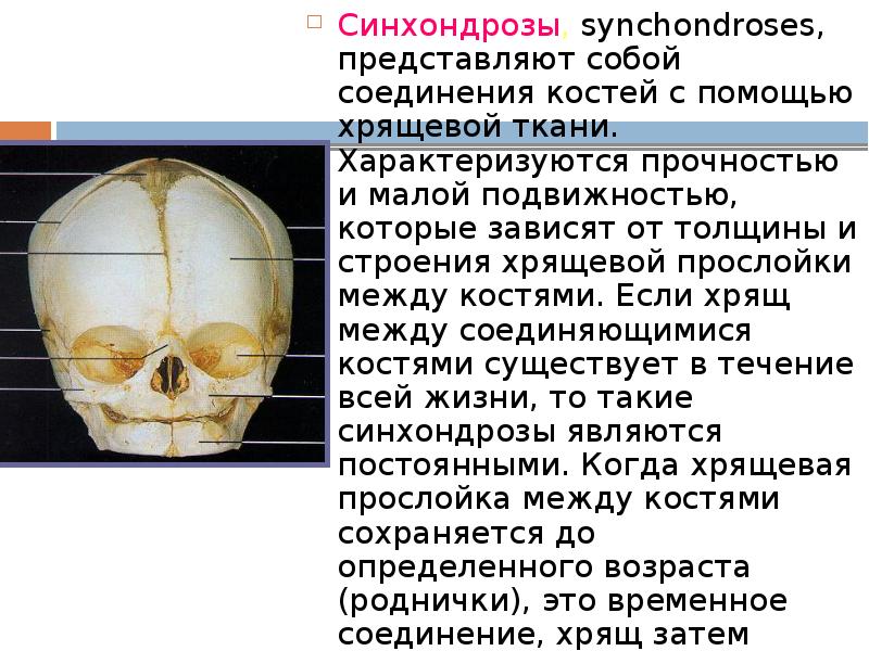 Синхондрозы, synchondroses, представляют собой соединения костей с помощью хрящевой ткани. Характеризуются