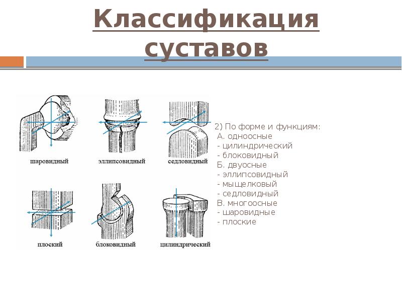 Классификация суставов 2) По форме и функциям:   А. одноосные