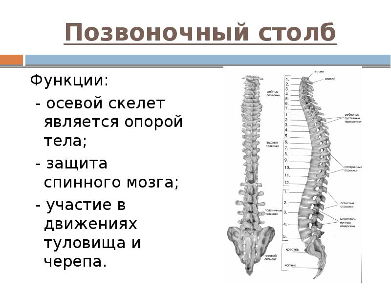 Позвоночный столб Функции:  - осевой скелет является опорой тела; 