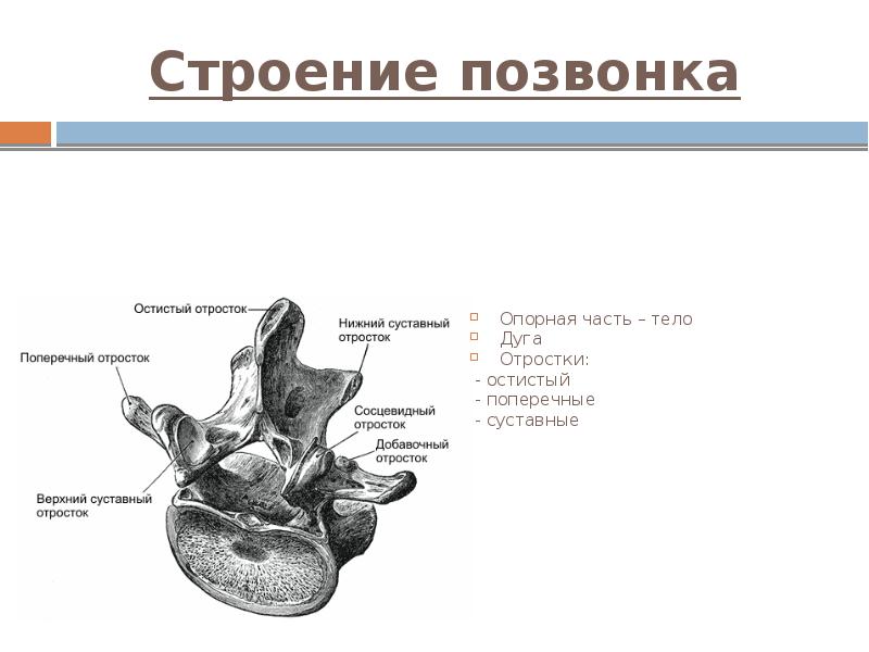 Строение позвонка Опорная часть – тело Дуга Отростки:   -