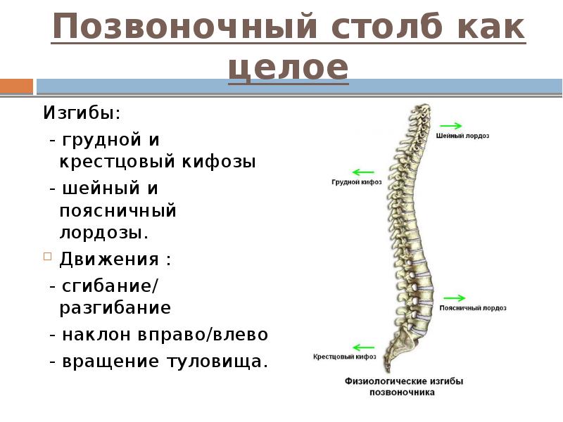 Позвоночный столб как целое Изгибы:   - грудной и крестцовый