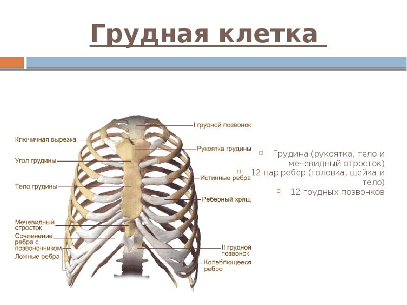 Грудная клетка  Грудина (рукоятка, тело и мечевидный отросток) 12 пар